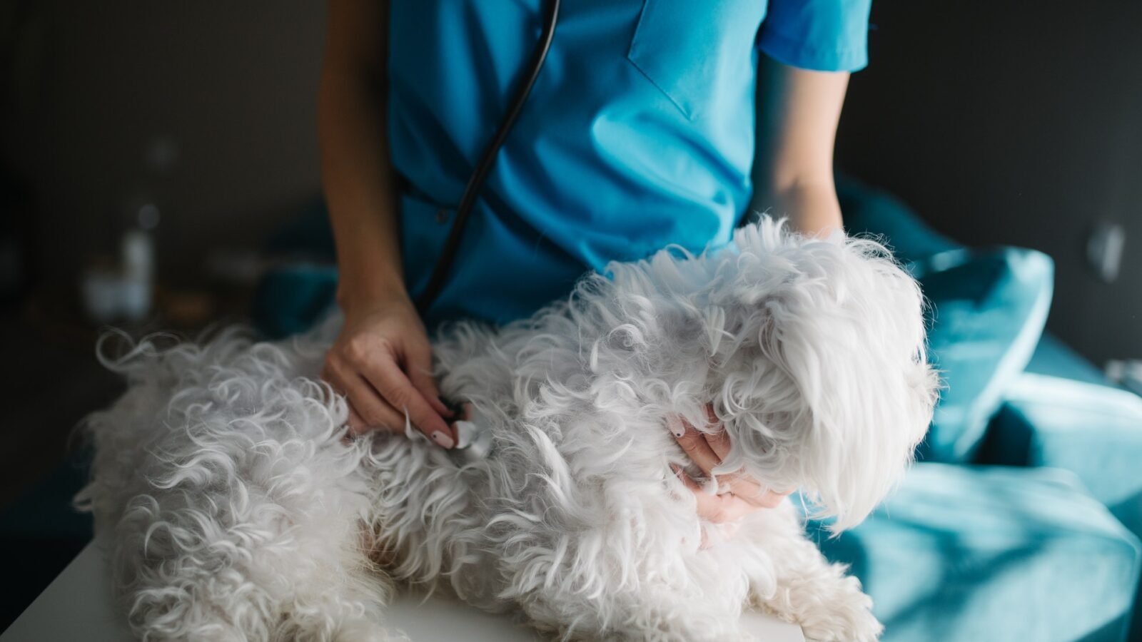 Descarte de Resíduos em Clínica Veterinária: Guia PGRSS