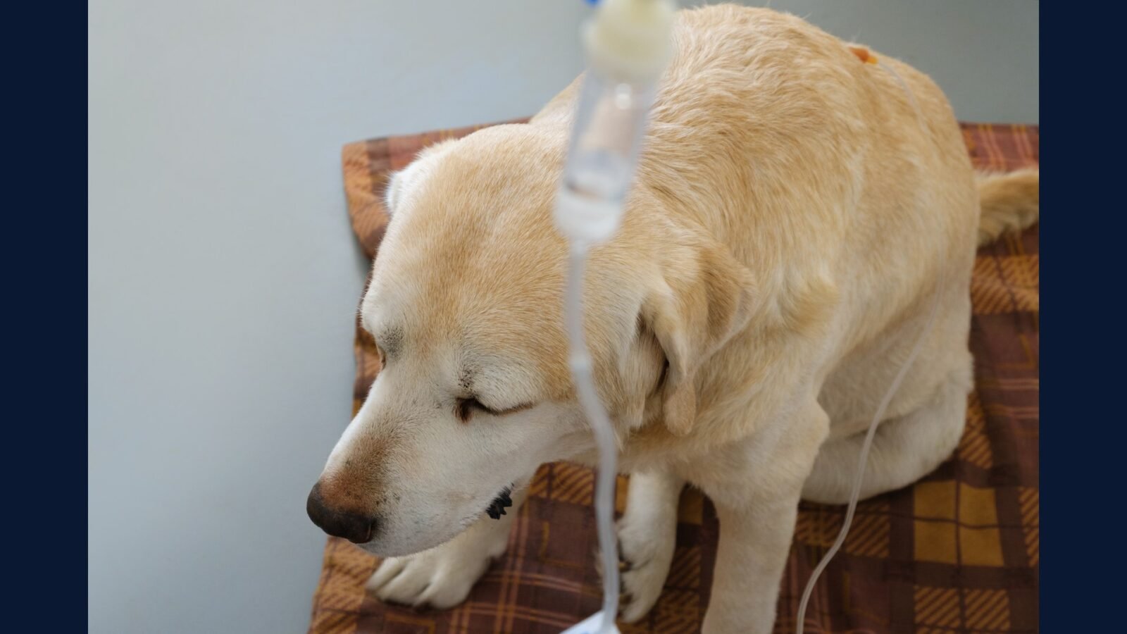 Como Descartar Quimio Veterinaria