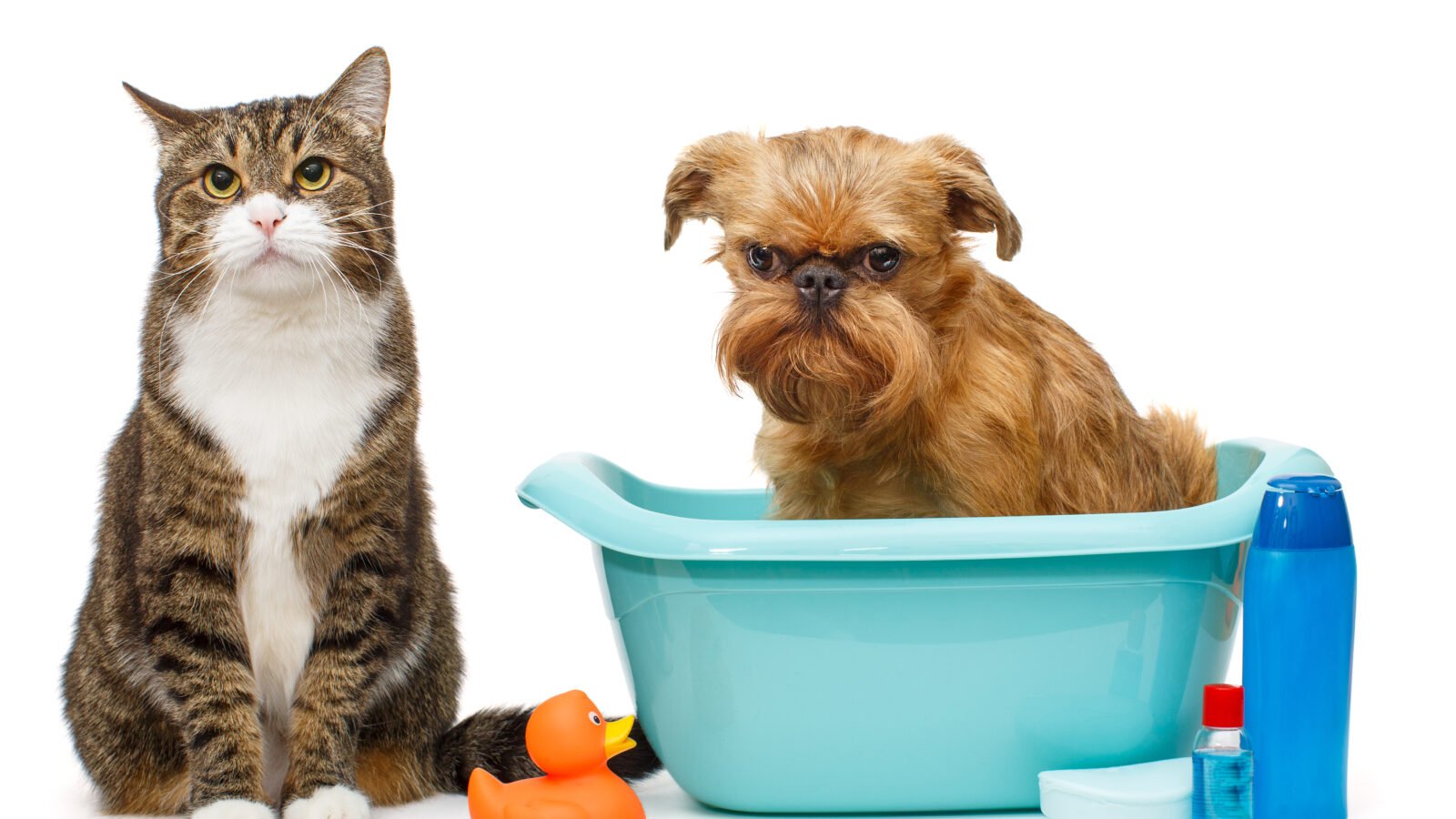Pet shop com banho e tosa precisa de PGRSS? A linha entre lixo comum e RSS