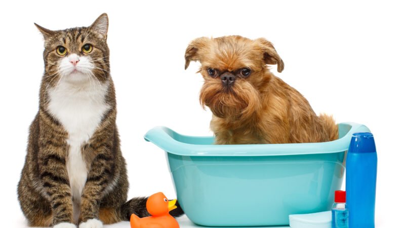 Pet shop com banho e tosa precisa de PGRSS? A linha entre lixo comum e RSS