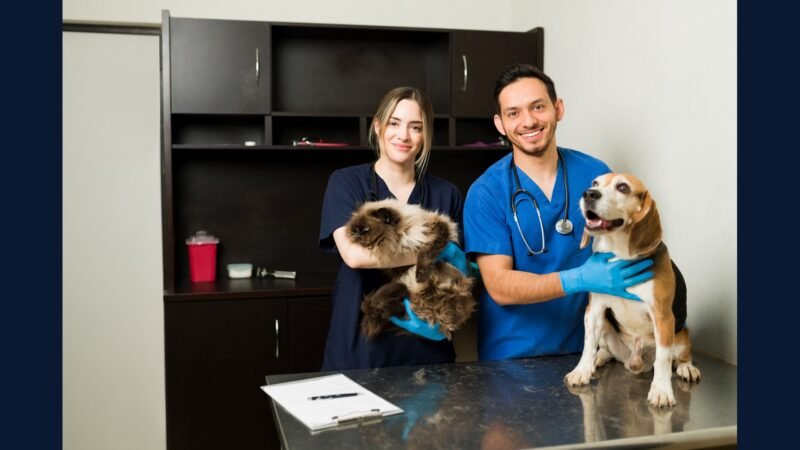 PGRSS clínica veterinária — pet pequeno e grande