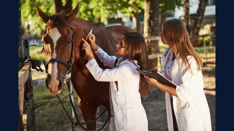 PGRSS para clínica veterinária equina e bovina — RSS rural