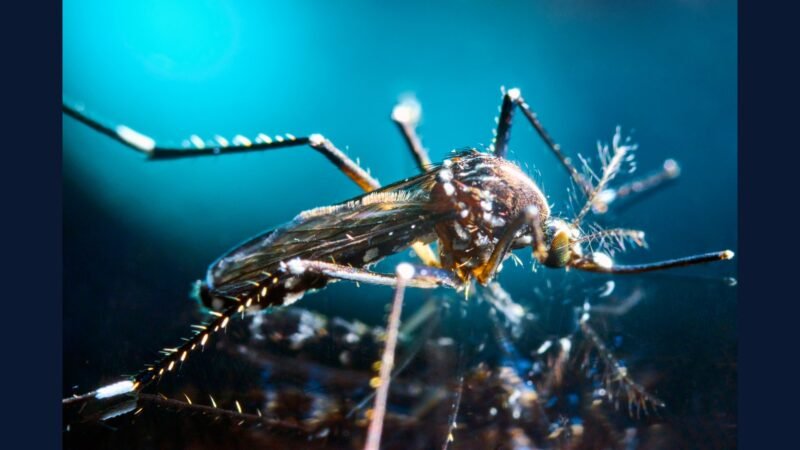 RSS doenças tropicais — dengue, malária, chikungunya