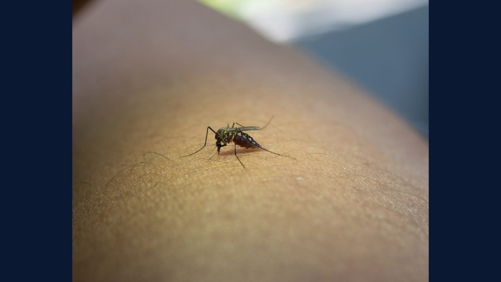 RSS infecto comu: dengue, zika, vacina