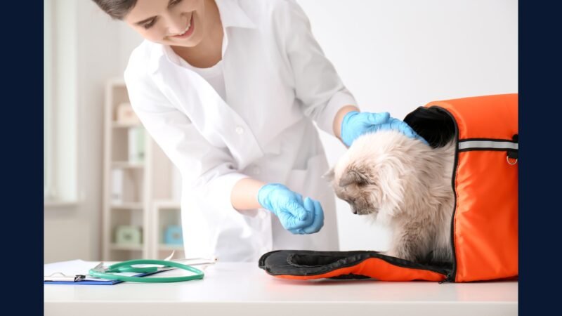 RSS em clínica veterinária móvel urbana — PGRSS