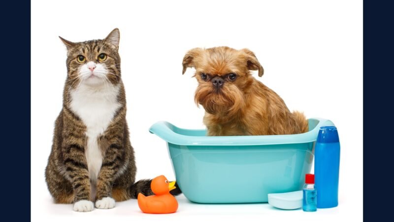 PGRSS para clínica veterinária multipet com exóticos